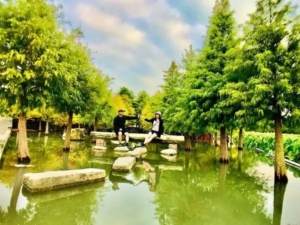 泰安落羽松秘境|新增水上版落羽松步道|可同時欣賞陸上及水上版的落羽松|超夢幻的水上倒影季節限定之美|誠實商店|木匠兄妹木工房好拍又好玩免費景點