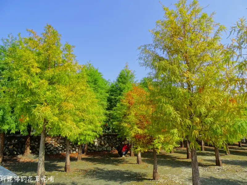 【台中-后里區】2019泰安落羽松｜泰安國小旁