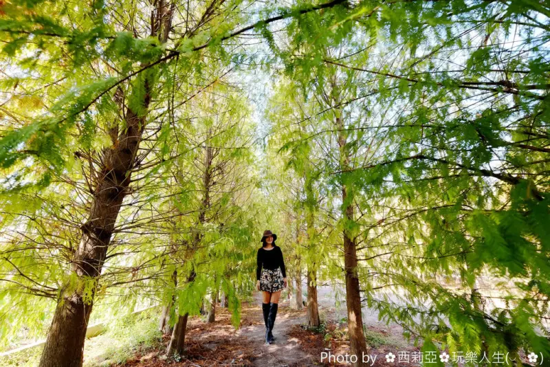 【台中。后里區】來~讓我們走一趟『泰安落羽松』，感受那深藏回憶中濃濃秋意的蕭瑟氛圍吧！+同場加映擁有泰安畫廊，充滿著藝術氣息的『泰安國小』。