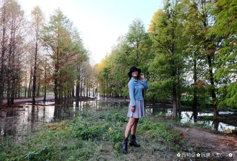 【台中。后里區】又到了深秋時節，來吧～讓我們走一趟『泰安落羽松秘境』，感受那深藏回憶中濃濃秋意的蕭瑟氛圍吧！(106/12/10)