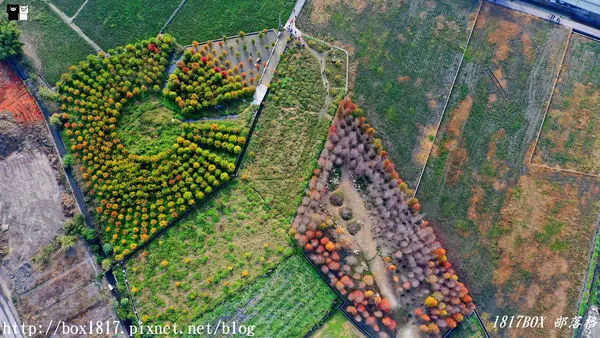 【台中。后里】泰安落羽松秘境。泰安國小。泰安派出所附近落羽松。空拍新視野