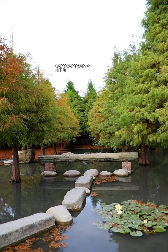 2020台中泰安落羽松祕境｜羽粼落羽松，冬季限定美景～