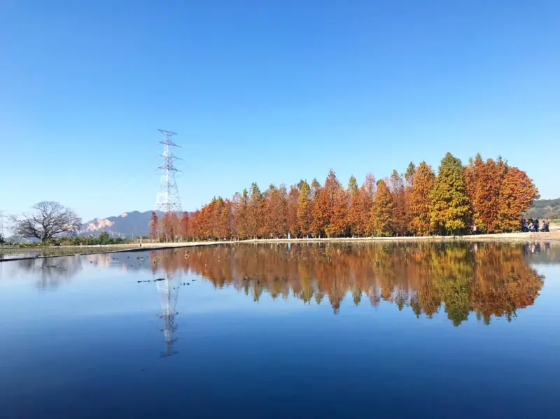 2018泰安落羽松秘境｜泰安國小旁落羽松森林、泰安車站楓葉散步行程/交通資訊（免費停車、自由參觀）