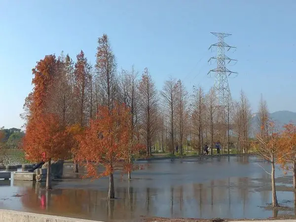 2020/02/31台中后里，泰安國小旁，落羽松秘境，唯美景色超好拍!