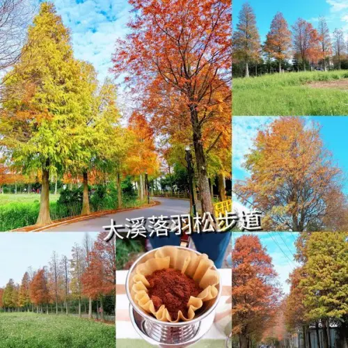 【石園路落羽松大道】現在正是欣賞落羽松最美的時刻/落羽松大道旁梅花樹下喝手沖咖啡/2019/1/4最新分享