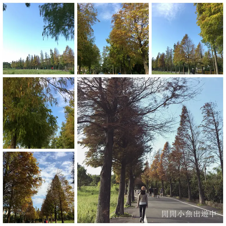 ✿桃園景點~☆大溪落羽松大道~冬季限定☆彷如歐洲森林的超美落羽松大道
