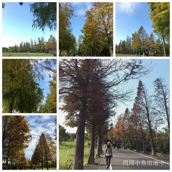 ✿桃園景點~☆大溪落羽松大道~冬季限定☆彷如歐洲森林的超美落羽松大道