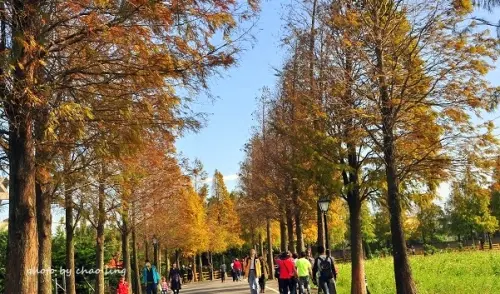 【大溪 / 賞楓】石園路558巷。夢幻指數破表的黃金小徑