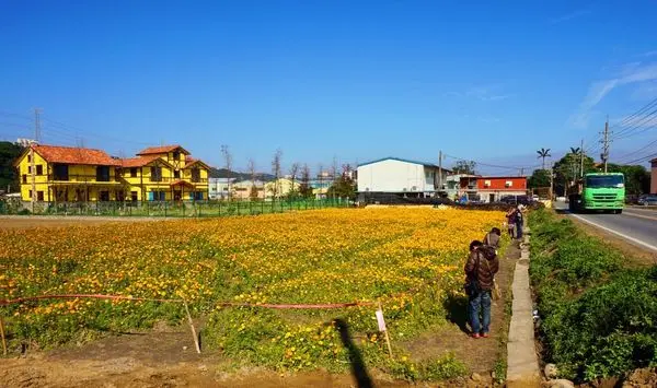 《桃園景點》這個冬天一起來欣賞滿滿滿的萬壽菊花海吧♥♥