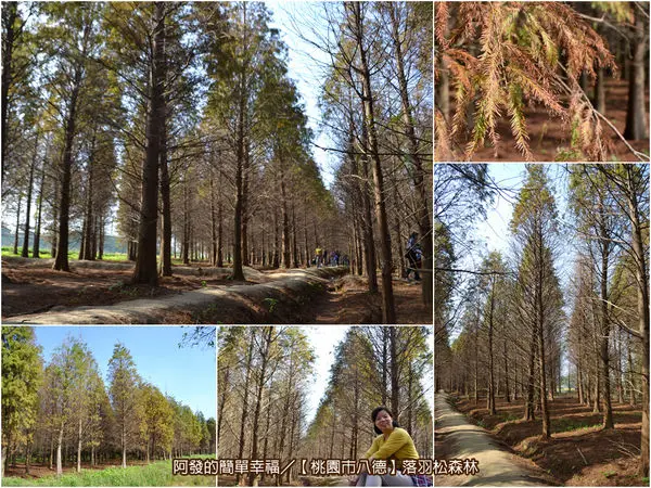 ﹝桃園市八德遊記﹞落羽松森林　有如北國風情畫作般絕美的落羽松森林（2016/12/26最新樹況）　／北台灣落羽松景點／落羽松秘境／桃園免費景點／八德免費景點