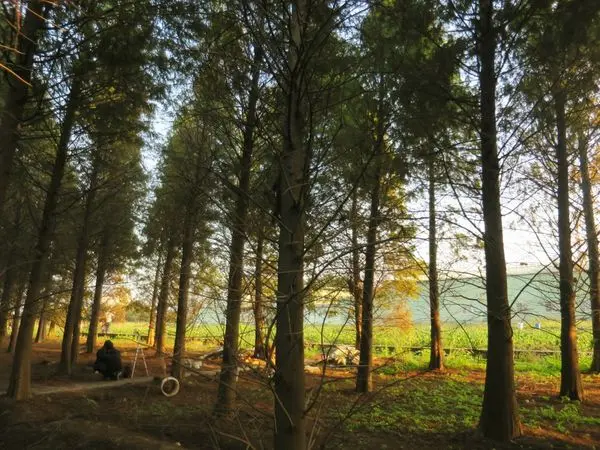 *桃園景點*異國仙境的八德落羽松森林，充滿蕭瑟之美!