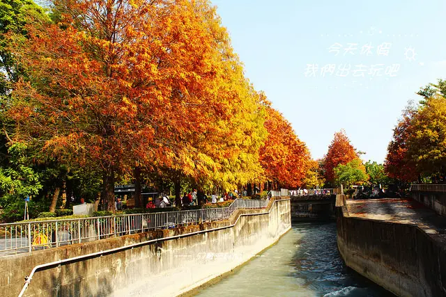 [ 雲林⊙林內]農田水利文物館。越走越美麗的落雨松步道。