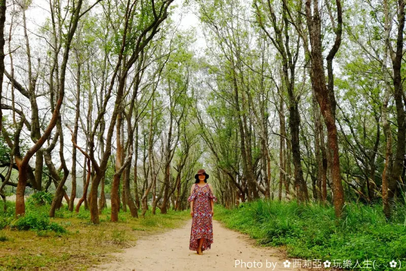 【苗栗。頭份市】頭份後花園的『楓香林(楓林隧道)』，不僅是受歡迎的婚紗秘境，更是打卡熱點，置身在綠色隧道享受芬多精，簡直是既浪漫又舒心啊。