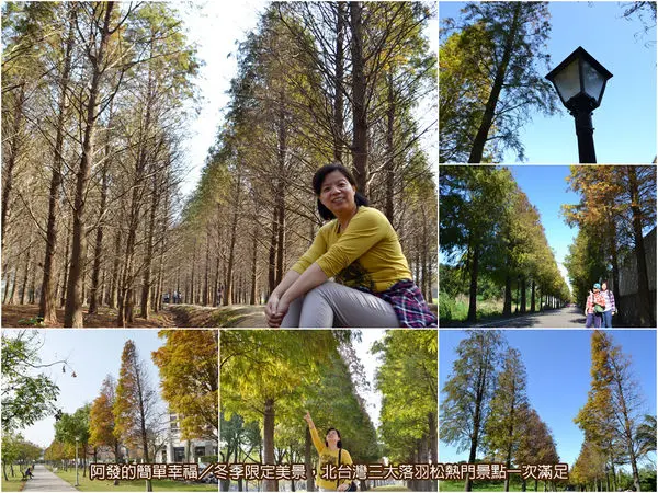 ﹝桃園市遊記﹞冬季限定美景，北台灣三大落羽松熱門景點一次滿足　／落羽松大道／落羽松森林／玉山公園／落羽松秘境／桃園熱門景點／親子共遊免費景點