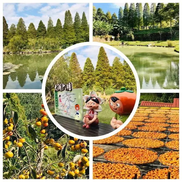 北埔2019喜杮連連│六塘賞松遊杮園小旅行│北埔六塘谷落羽松│北埔黃阿海杮子園採杮子曬杮餅│新竹北埔大湖採杮賞松一日遊