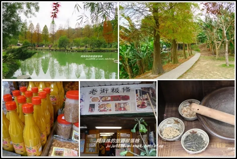 新竹。北埔六塘落羽松順遊北埔老街