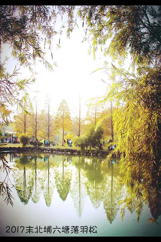 //新竹景點//2017末北埔六塘落羽松。季節限定。塘中的倒影有如美麗的畫作，享受大自然的片刻之美，我與女孩MOM輕鬆約會趣