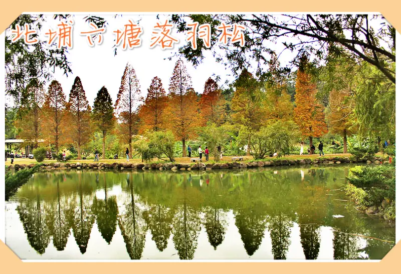 //新竹景點//北埔六塘落羽松。北埔六塘石柿餅。季節限定，新竹熱門打卡景點，六塘與落羽松的對映自然美學，冬風來臨，卻有淡淡的秋天憂愁感覺