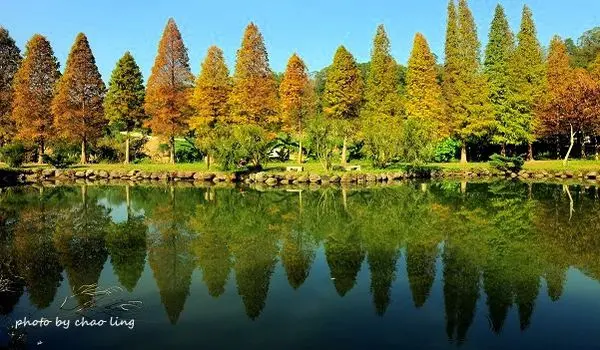 【北埔 / 賞楓】六塘休閒谷。落羽松浪漫小徑 - 鄉村版的冬季戀歌