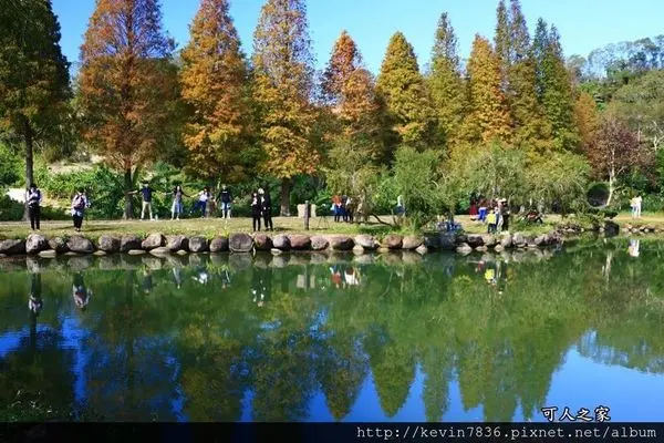 北埔落羽松的美讓人直呼美的冒泡與夢幻啊!私房景點讓人流連忘返,遲遲不想回家了!