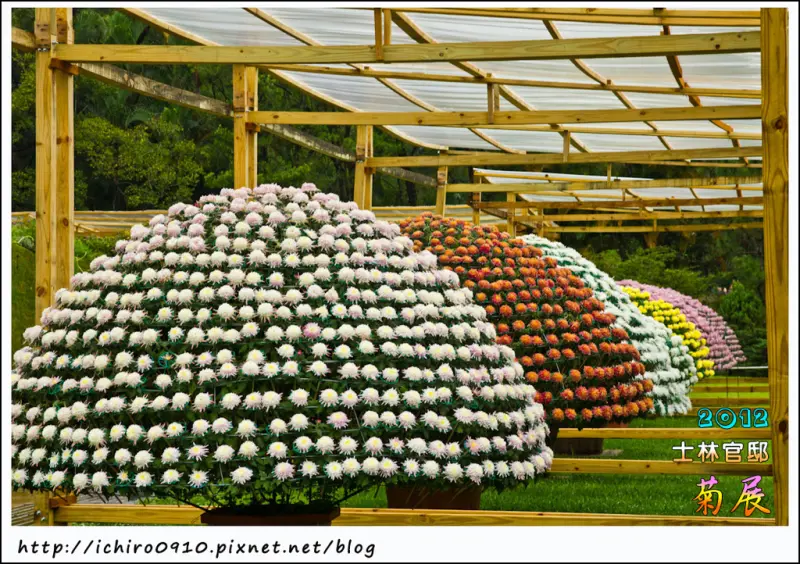 [展覽]【淡水線士林站】2012士林官邸菊展。欣賞單株朵數履創新高的大立菊