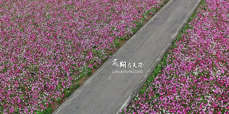 [彰化和美] 極美！少女心噴發的粉紅花海:波斯菊大道(2017/1/2)繽紛綻放,讓人停止呼吸的美(飛翔在天際)-空拍直擊彰化之美~