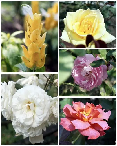 [閃點]台北 士林官邸~好花好樹好放閃