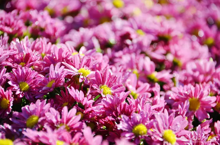 [台北]2014士林官邸菊展。愛耀菊時