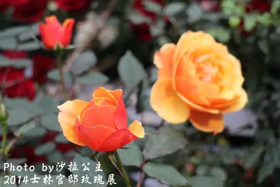 2014玫瑰花展「愛你一生一世」