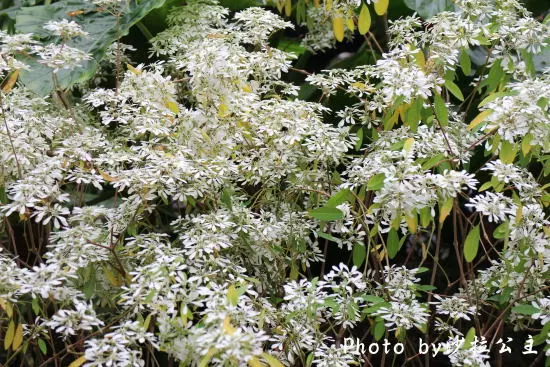 梅花三弄之士林官邸下雪了