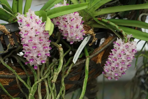 士林官邸雜屬蘭展(6/15前) 