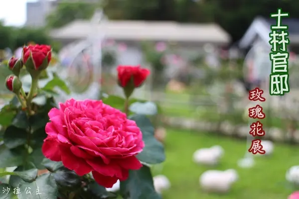 春日微旅行「2015玫瑰花展」(4/1~4/12)士林官邸/士林捷運站