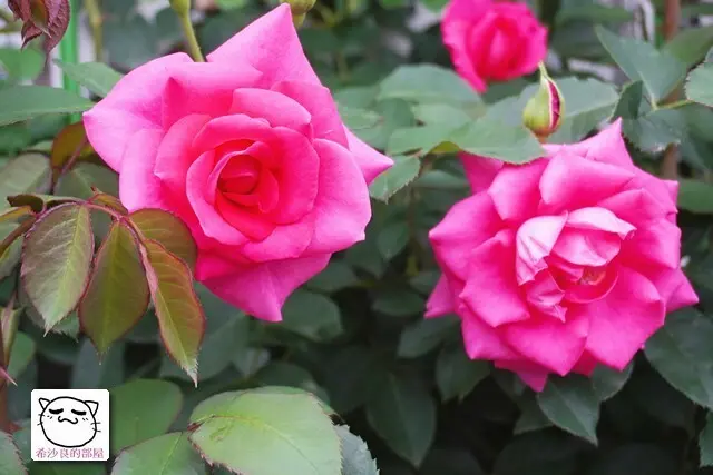 台北賞花．玫瑰？月季？薔薇？美艷帶刺的愛情象徵──2021士林官邸玫瑰展