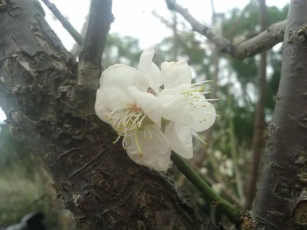 [臺北]士林區~士林官邸公園~玫瑰園的梅花大約開了兩成(2015/01/10花況)