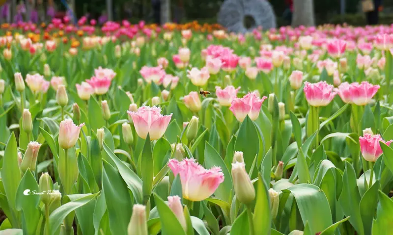 【遊記．士林區】士林官邸鬱金香展 -  花園 市集 贈春聯 ღ台北市免費景點．捷運士林站ღ