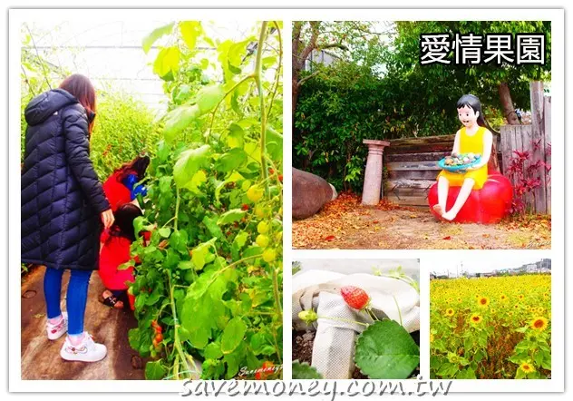 愛情果園｜苗栗苑裡親子遊採果好地方,順道遊花海 - 達人Emily的播報台