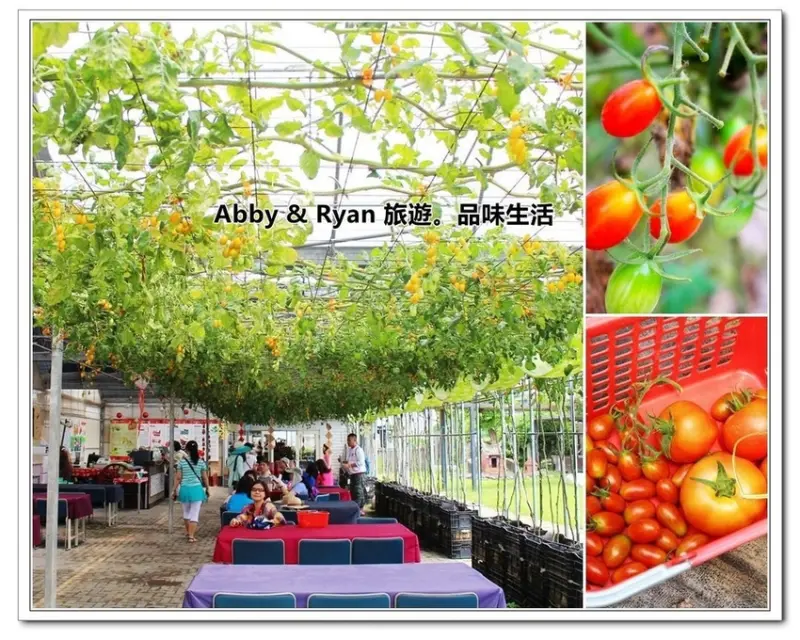 【苗栗苑裡景點】彎麗愛情果園農場~溫室栽培下雨天採果也沒問題．來場與愛情果的邂逅吧！