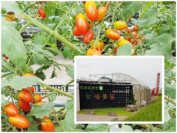 【苗栗旅遊】苑裡-農會親子農場採果趣《愛情果園》~溫室裡的番茄園