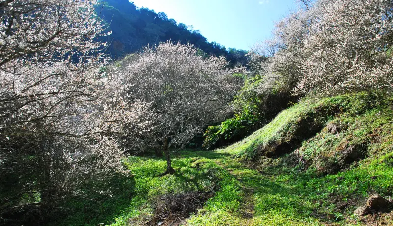 心 . 藏入雪白中 * 南投中寮 . 九份二山七號觀景台 ( 七號梅莊 )