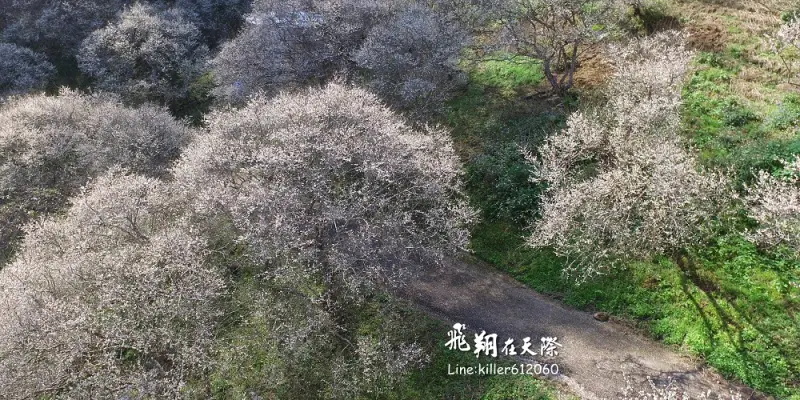 [南投賞梅] 九份二山七號梅莊梅雪紛飛,一整片雪白世界:交通道路指引,飛翔在天際帶你進入雪白的九份二山(空拍.平拍)