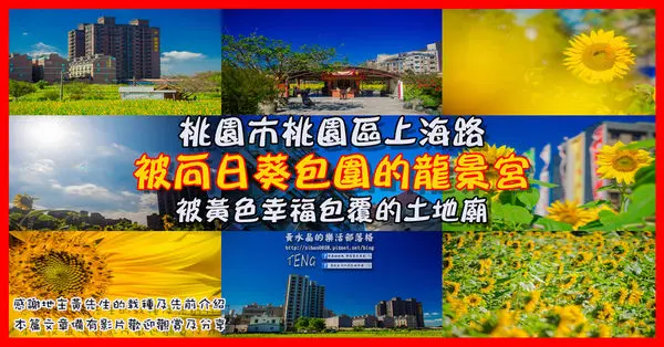 龍福宮佔地百頃向日葵花海|桃園市桃園區熱門打卡必遊景點；被向日葵花海包圍的田中幸福土地公廟(攝影賞析)。