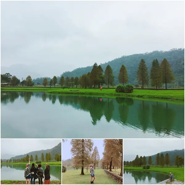【宜蘭景點】員山 蜊埤湖。一整排超夢幻落羽松秘境。湖面倒影浪漫的嫑嫑的。宜蘭私房景點