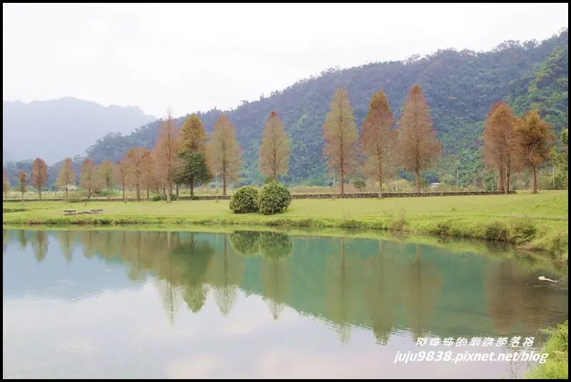 宜蘭。員山蜊埤湖福園落羽松秘境