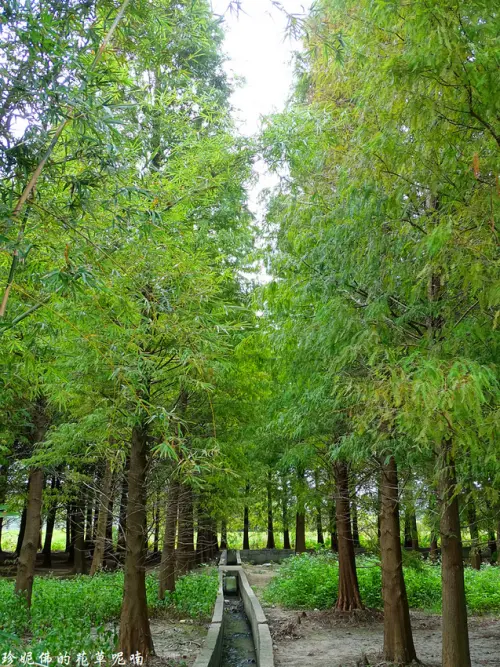 【桃園-八德區】八德落羽松森林