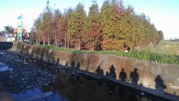 八德落羽松私房秘境怎麼拍都美的落羽松步道驚艷登場！(加碼順遊美食景點一日遊)