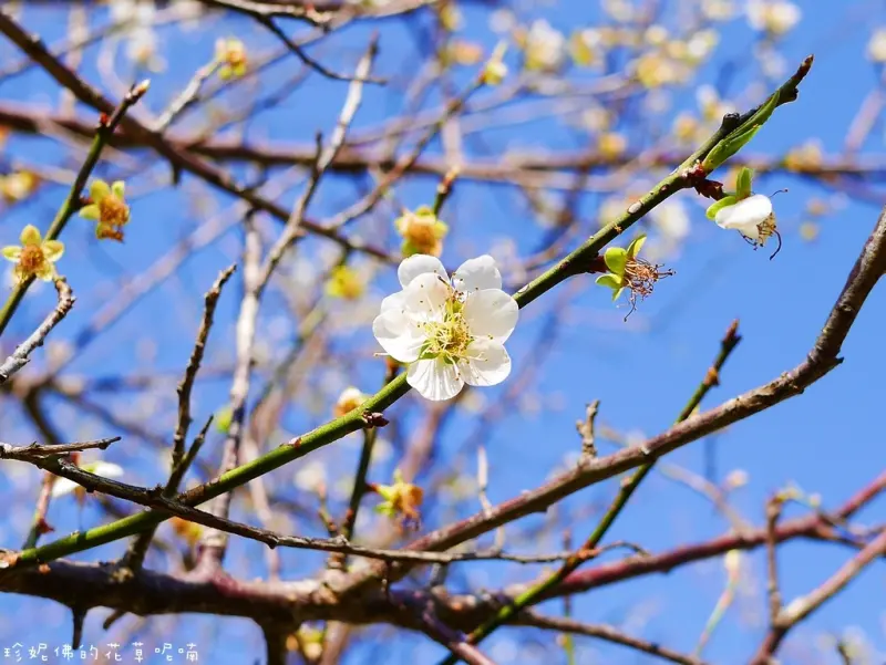 【桃園-復興區】2017角板山行館梅花季1/6-1/22
