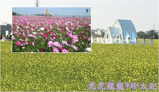 『2017太保市花海節』花現太保熊幸福 2017/1/22~1/31 猶如北海道美瑛七彩花田幸福登場!