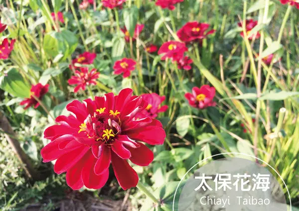 ●嘉義旅遊●太保花海節/太保里高鐵附近/賞花海/遊教堂/親子活動約會