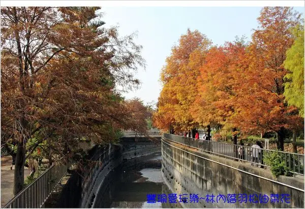 【雲林。林內】林內農田水利文物陳列館被落羽松染紅了/林內黃澄澄油菜花田