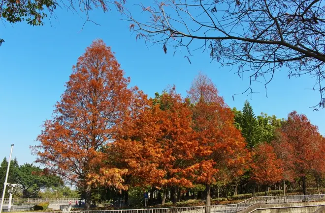 ◆【雲林旅遊景點】冬季限定◎林內農田水利文物陳列館，美麗的落羽松步道。